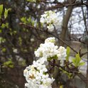 Viburnum fragrans 'Alba'